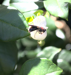 Callomelitta littleri