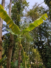 Musa basjoo