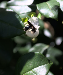 Callomelitta littleri
