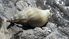 Buccinulum littorinoides