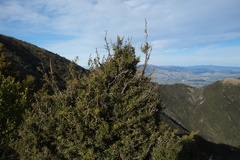 Podocarpus laetus