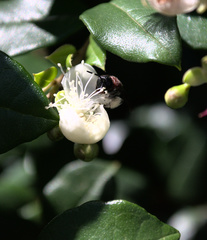 Callomelitta littleri