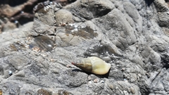 Buccinulum littorinoides