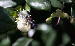 Callomelitta littleri