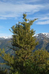 Podocarpus laetus