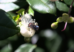 Callomelitta littleri