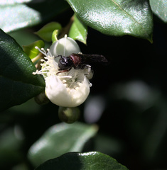 Callomelitta littleri