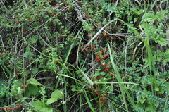 Galium hypocarpium
