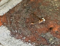 Maccaffertium modestum