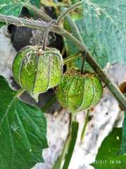 Physalis peruviana