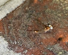 Maccaffertium modestum