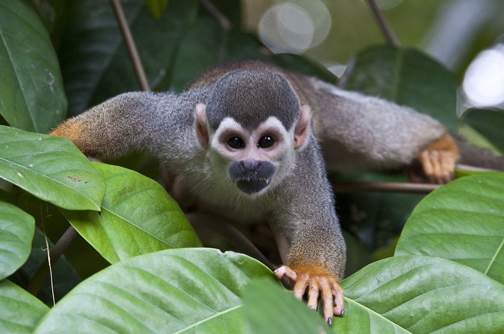 Bare-Eared Squirrel Monkey