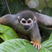 Golden-backed Squirrel Monkey - Photo (c) Ad Konings, some rights reserved (CC BY-NC), uploaded by Ad Konings