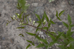 Clematis terniflora mandshurica