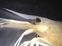 Caridina indistincta