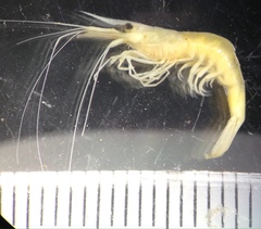 Caridina indistincta