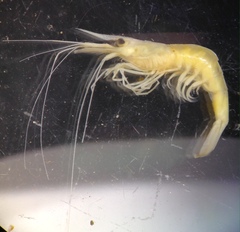 Caridina indistincta