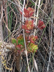 Echeveria quitensis