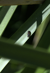 Hylaeus littleri