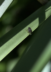 Hylaeus littleri