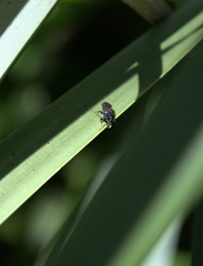 Hylaeus littleri