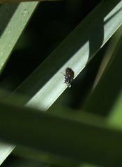 Hylaeus littleri