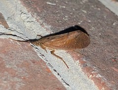 Ptilostomis postica