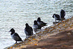Aythya collaris