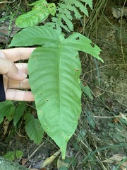 Tectaria polymorpha