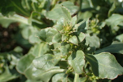 Beta vulgaris