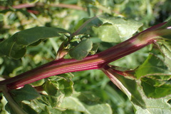 Beta vulgaris