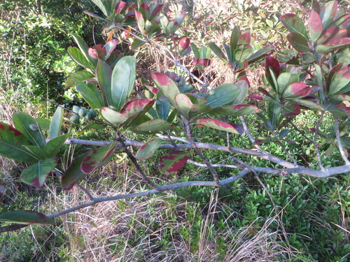 Image of Terminalia muelleri by (c) Ben Machado, some rights reserved (CC BY)