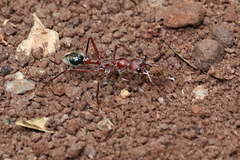 Myrmecia comata