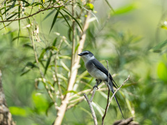 Pericrocotus tegimae
