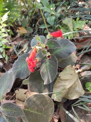 Gesnerieae