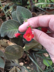 Gesnerieae