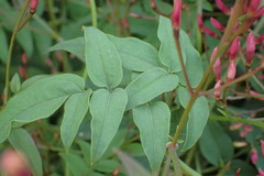 Jasminum polyanthum