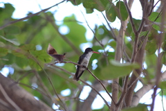 Leucolia violiceps