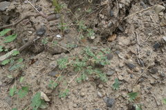 Euphorbia chamaesyce