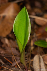 Fritillaria affinis
