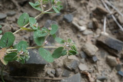 Euphorbia chamaesyce