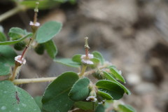 Euphorbia chamaesyce
