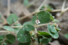 Euphorbia chamaesyce