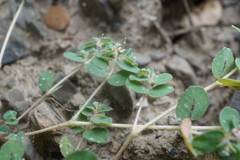 Euphorbia chamaesyce