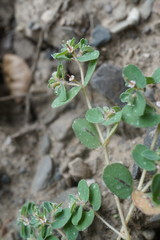 Euphorbia chamaesyce