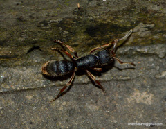 Ponerinae