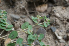 Euphorbia chamaesyce