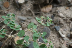 Euphorbia chamaesyce