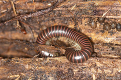 Tylobolus castaneus