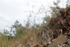 Galium tenuissimum